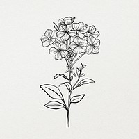 Flower line art design illustration, botanical hand drawn design