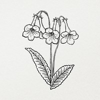 Hand drawn flower, minimal black and white line art design