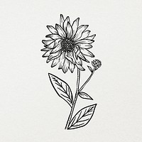 Flower line art design illustration, botanical hand drawn design