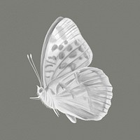 Butterfly collage element, black & white painting design psd