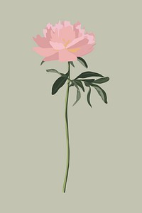 Pink rose clipart, botanical illustration design psd