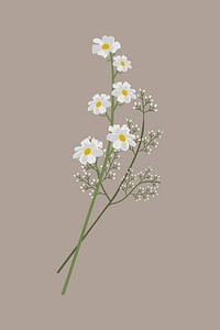 Jasmine clipart, botanical illustration design vector