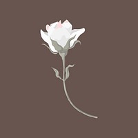 Rose clipart, white flower design psd