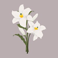 White lily clipart, botanical illustration design vector