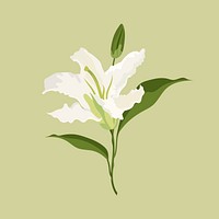 Lily flower sticker, white botanical, feminine illustration psd