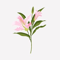 Realistic lily flower sticker, pink botanical design vector