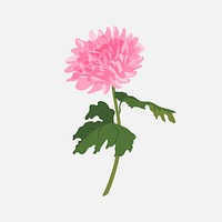 Chrysanthemum flower sticker, pink feminine illustration vector