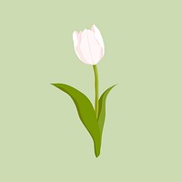 White tulip clipart, realistic flower illustration