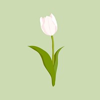 White tulip sticker, realistic flower illustration psd