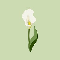 White calla lily sticker, flower illustration vector