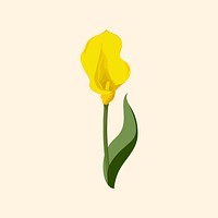 Yellow calla lily sticker, flower illustration psd