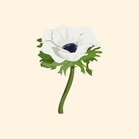 Anemone flower sticker, white botanical illustration psd