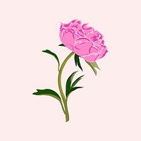 Colorful peony flower clipart, pink botanical illustration vector