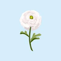 Ranunculus flower sticker, white botanical illustration vector