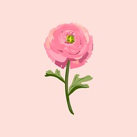 Ranunculus flower sticker, pink botanical illustration vector
