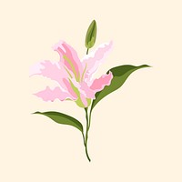 Lily flower sticker, pink botanical, feminine illustration psd