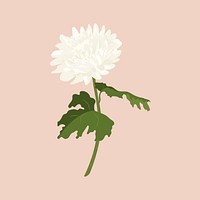 White aesthetic flower sticker, chrysanthemum realistic illustration psd