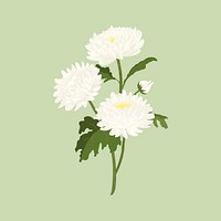 White aesthetic flower sticker, chrysanthemum realistic illustration vector