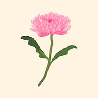 Chrysanthemum flower sticker, pink feminine illustration vector