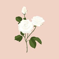 Realistic rose clipart, white flower illustration