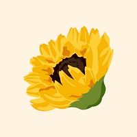 Realistic sunflower sticker, botanical illustration psd