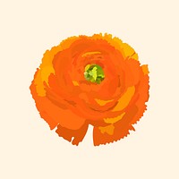 Orange ranunculus sticker, spring flower illustration psd