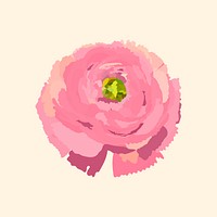 Pink ranunculus clipart, spring flower illustration