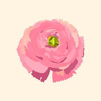 Pink ranunculus sticker, spring flower illustration psd