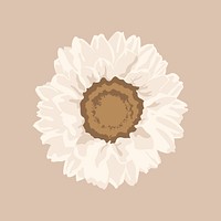 White sunflower sticker, aesthetic botanical illustration psd