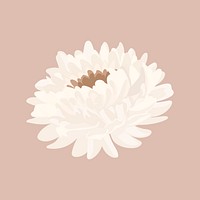 White aesthetic flower sticker, chrysanthemum pastel illustration psd