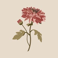 Chrysanthemum flower sticker, pink earth tone illustration psd