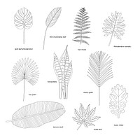 Collection of illustrated tropical leaves