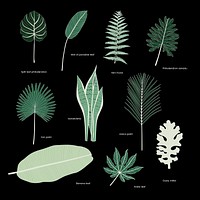 Collection of illustrated tropical leaves