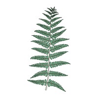 Illustration of fern frond leaf