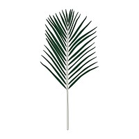 Illustration of Areca palm leaf