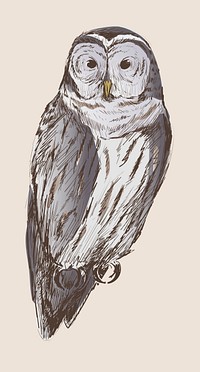 Illustration drawing style of owl