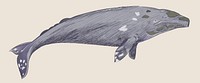 Illustration drawing style of gray whale