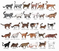 Illustration drawing style of cat breeds collection