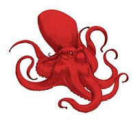 Illustration drawing style of octopus