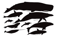 Illustration drawing style of whales collection