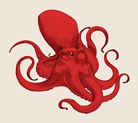 Illustration drawing style of octopus