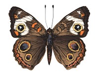 Butterfly detailed drawing