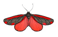 Illustration drawing style of butterfly 