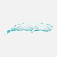 Illustration drawing style of sperm whale