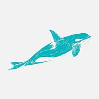 Illustration drawing style of killer whale