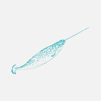 Illustration drawing style of narwhal