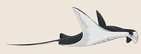 Illustration drawing style of sea fish