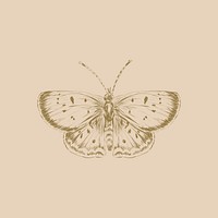 Illustration drawing style of butterfly