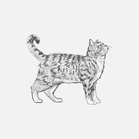 Illustration drawing style of cat