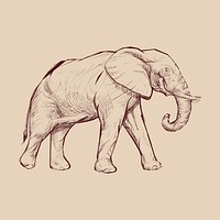 Illustration drawing style of elephant